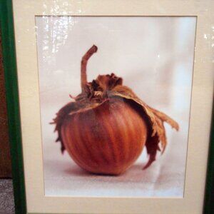 HAZELNUT Art Print. Matted & Framed! Excellent Still Life